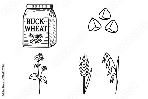Buckwheat and grains illustrated in simple line drawing style showcasing various seeds and plants