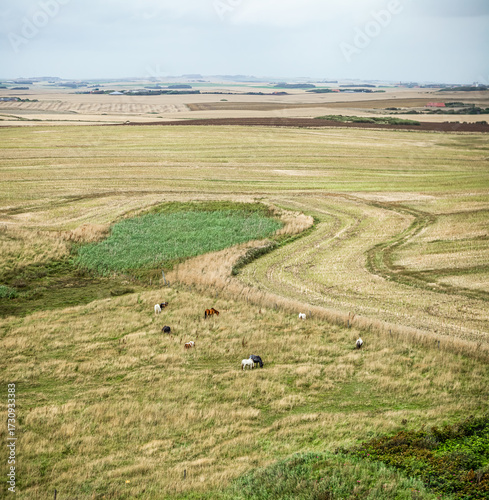 Danish farmland and grazing horses near Bovbjerg Lighthouse, basking in late-summer calm.