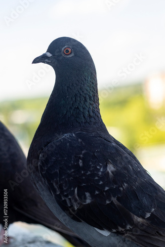 Urban pigeon, side view, blurred city background.