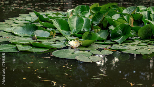 White Lily Pad Flowers Nymphaeaceae Koi Pond Water Lilies Aquatic Plants Marine Flora Lotus Flower Gathering Place
