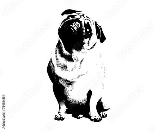 a black and white drawing of a pug dog sitting on a plain backgroundblack, dog, pug, white 