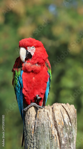 Perroquet ara chloroptère ou ara à ailes vertes