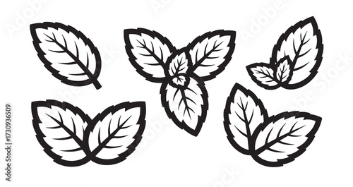 Mint Vegetable Line Art Elegant Botanical Drawing
