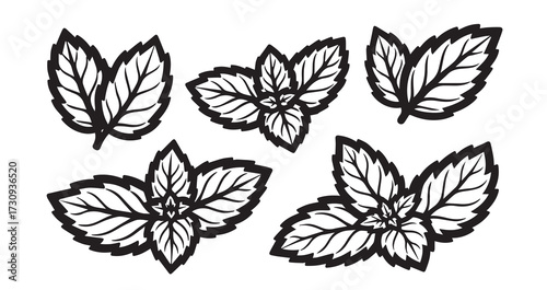 Mint Vegetable Line Art Elegant Botanical Drawing