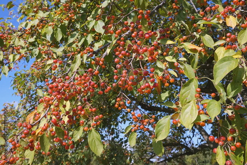 Crabapple Limb Bearing Fruit 09