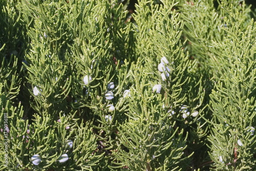 Closeup Juniper Tree with Berries