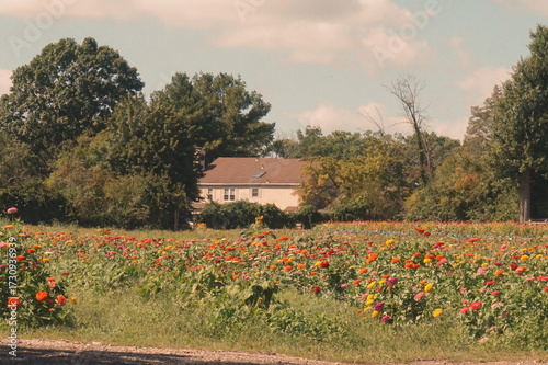 Field of Colored Zinnias