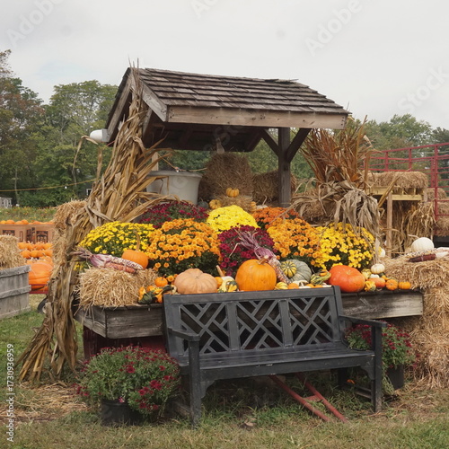 Roadside Booth Chrysanthemums, Pumpkins, Corn Stalks