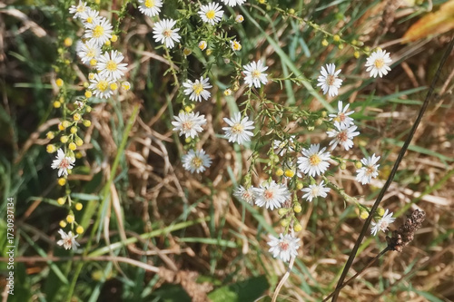 Small White Aster WIldflower