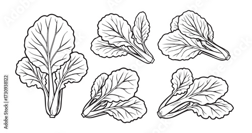 Mustard Greens Vegetable Line Art Healthy Organic Outline