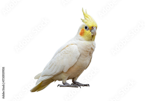 Foto Beautiful cockatiel PNG isolated on transparent background, charming pet bird wi