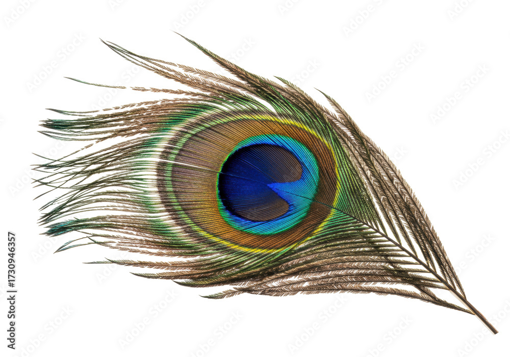 Fototapeta premium Detailed peacock feather PNG isolated on transparent background, iridescent plumage with vibrant colors for design and decoration