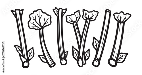 Rhubarb Vegetable Line Art Elegant Botanical Drawing