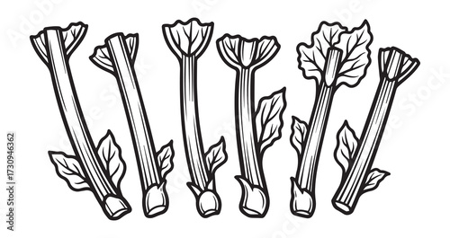 Rhubarb Vegetable Line Art Elegant Botanical Drawing