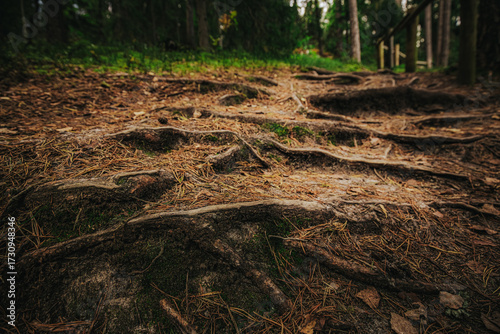 Close-up of exposed tree roots forming a rugged trail in a dense forest, with pine needles scattered across the earthy ground.