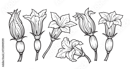 Squash Blossoms Vegetable Line Art Minimal Outline Drawing