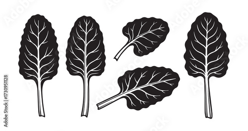 Swiss Chard Vegetable Line Art Botanical Sketch Vector