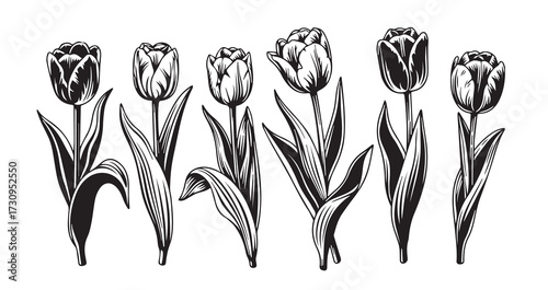 Tulip Line Art Floral Vector Illustration