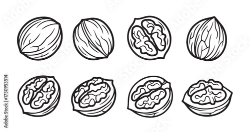 Walnut Fruits Line Art Vector Illustration