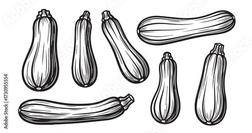Zucchini Vegetable Line Art Natural Organic Food Illustration