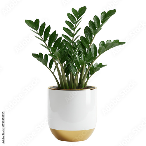 Zamioculcas zamiifolia plant in a white and gold pot isolated on transparent background