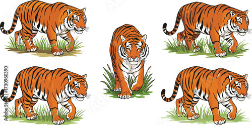 Tiger illustration, wild animal drawing, Bengal tiger art, big cat clipart, jungle wildlife graphic, predator