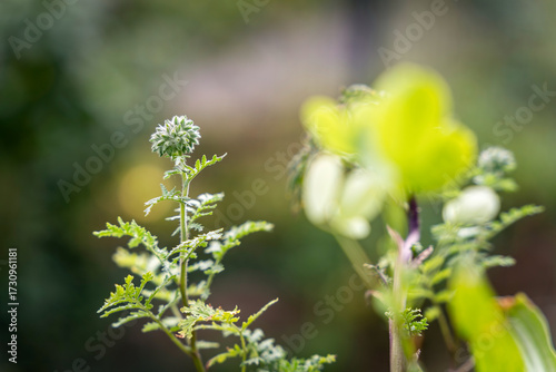 Phacelia tanacetifolia wild flower buds, lacy phacelia, tansy-leaf phacelia, blue tansy, purple tansy, fiddleneck, green bokeh bg