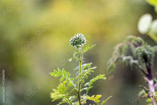 Phacelia tanacetifolia wild flower buds, lacy phacelia, tansy-leaf phacelia, blue tansy, purple tansy, fiddleneck, green bokeh bg