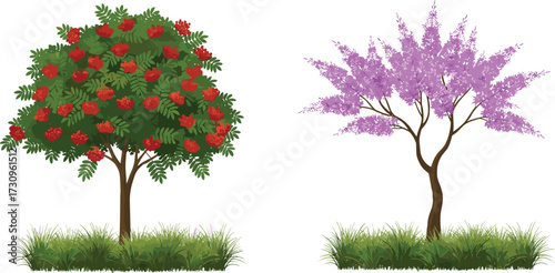 "Vector illustration of rowan berry fruit tree with red clusters and purple blooming flowering tree for garden, orchard, and decoration"