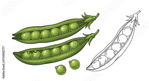 Freshly harvested peas from the garden ready for your next meal.