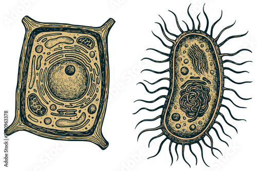 Retro Engraving of Cells and Bacteria – Vintage Biology Illustration