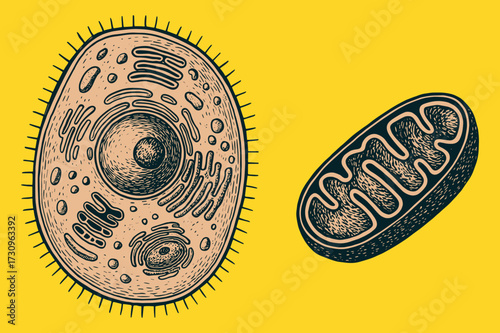 Vintage Biology Illustration – Cells and Mitochondria Engraving on Yellow Background