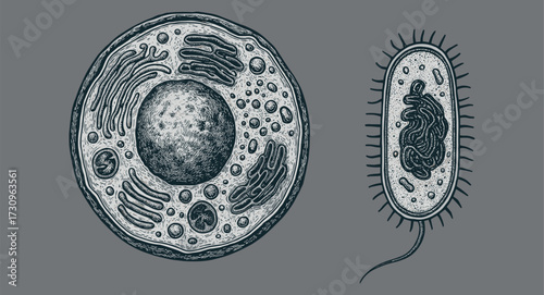 Biology 1Vintage Biology Engraving – Human Cell and Bacterium Illustration