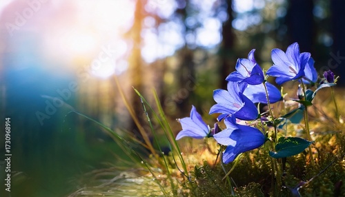 Flowers Blue Campanula On The Edge Of The Forest Beautiful Wild Flower Closeup With Copy Space