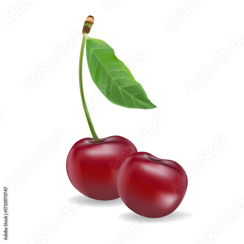 3d realistic vector icon illustration. Fresh red cherries with stem and leaf in one, two or three berries.