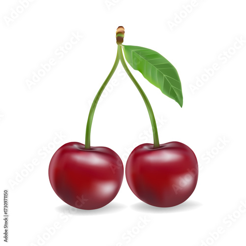 3d realistic vector icon illustration. Fresh red cherries with stem and leaf in one, two or three berries.