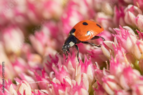 Coccinella 7-punctata Seven-spot ladybird running across Hylotelephium 'Herbstfreude' (Pink Sedum)