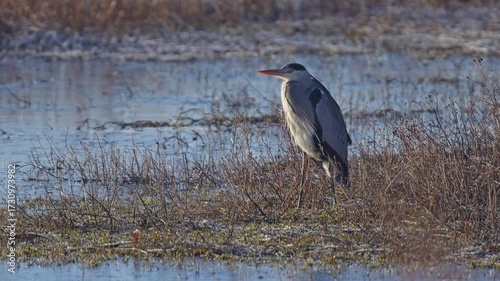 Graureiher (Ardea cinerea), ein, Vogel, Wiese, See, Winter