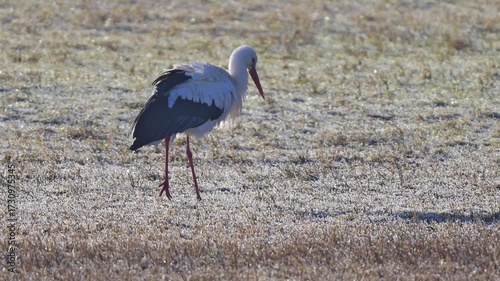 Weißstorch (Ciconia ciconia), ein, Vogel, Winter