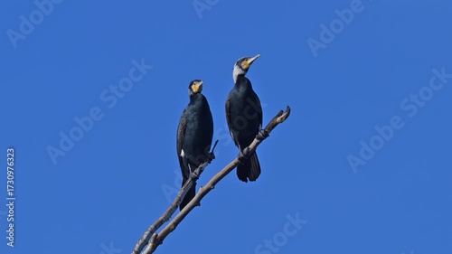 Kormoran (Phalacrocorax carbo), zwei, Vögel, Ast, blau Himmel