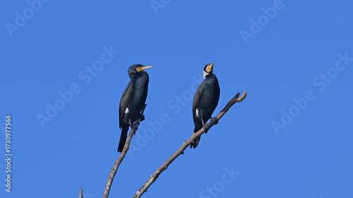 Kormoran (Phalacrocorax carbo), zwei, Vögel, Ast, blau Himmel