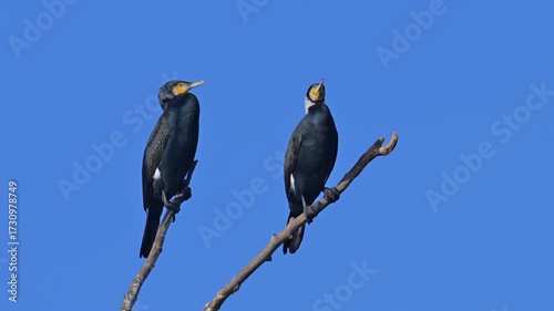 Kormoran (Phalacrocorax carbo), zwei, Vögel, Ast, blau Himmel
