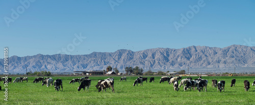 Cattle grazing outdoors with abundant vegetation and mountains in the background, panoramic view