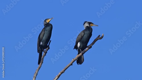 Kormoran (Phalacrocorax carbo), zwei, Vögel, Ast, blau Himmel