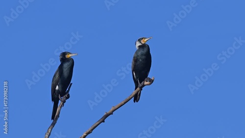 Kormoran (Phalacrocorax carbo), zwei, Vögel, Ast, blau Himmel