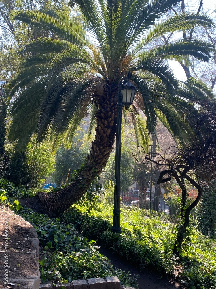 Naklejka premium tropical forest with palm trees