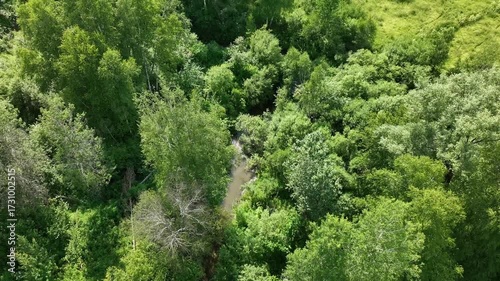 View from above of a wooded area in summer. 