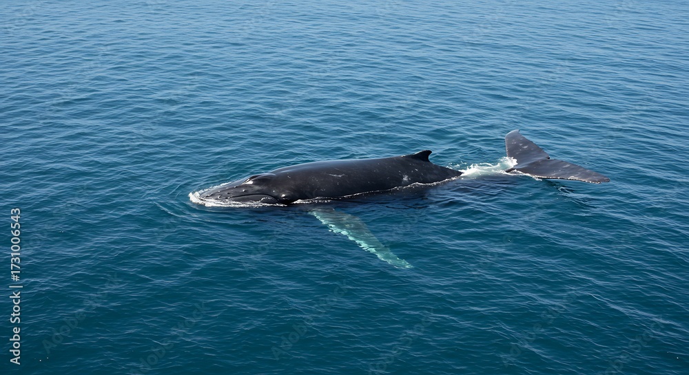Fototapeta premium Humpback whale swimming on the ocean surface with dorsal fin and tail visible