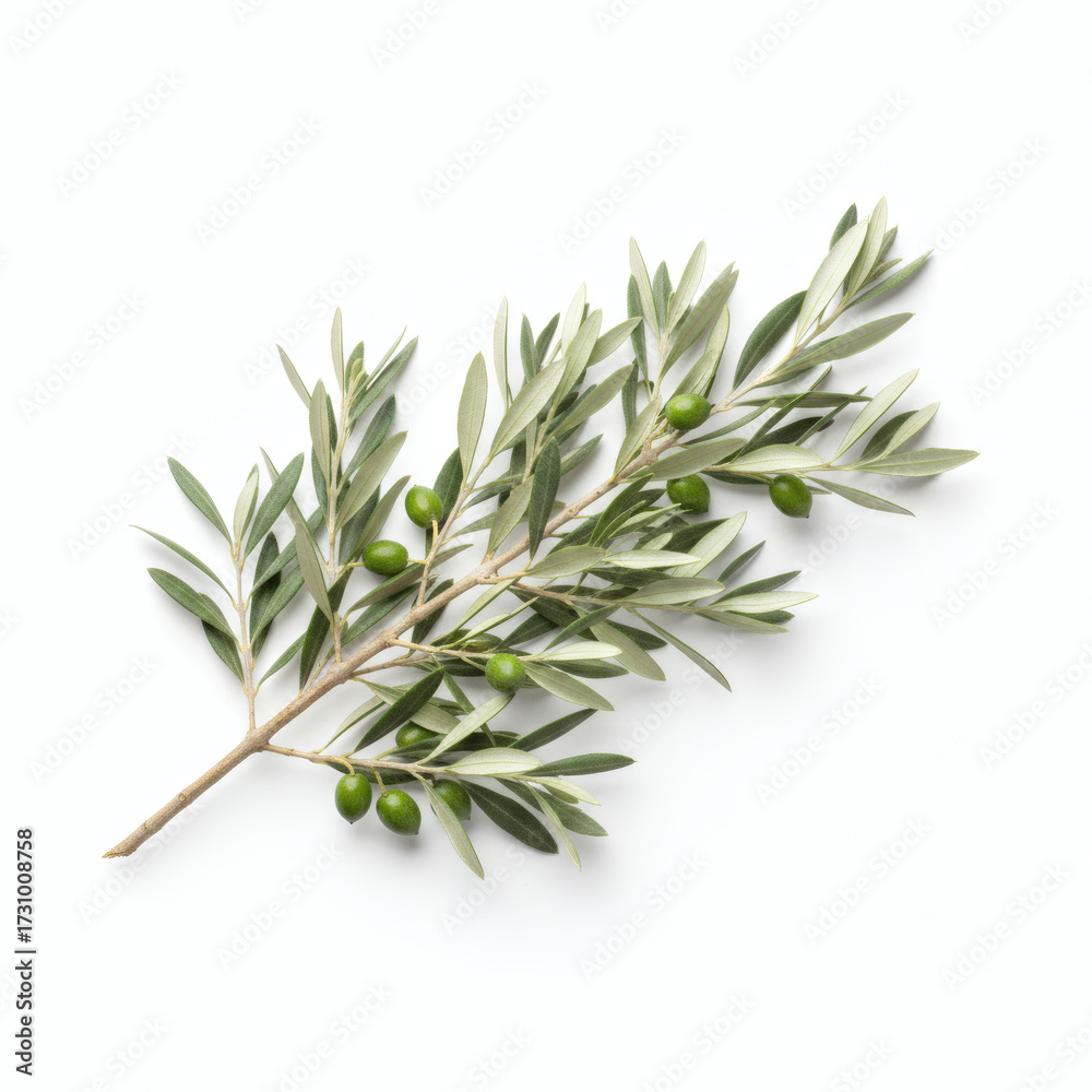 Fototapeta premium Olive branch isolated on white background 