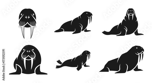 Black silhouette illustrations of walruses in various poses, showcasing their distinctive tusks and body shapes.